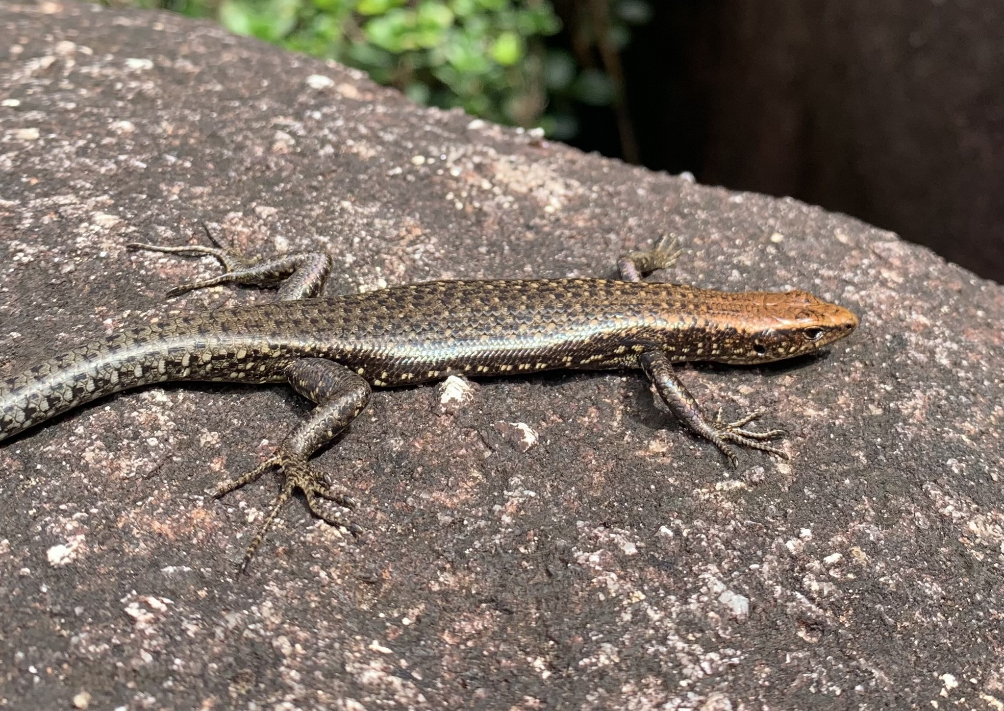 Bartle Frere Cool-Skink photo 4
