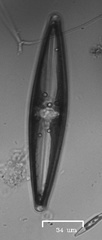 Naviculales