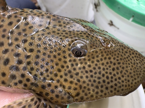 Teta (Hypostomus robinii) — Loricariidae
