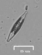 Naviculales