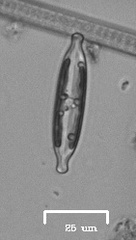 Naviculales