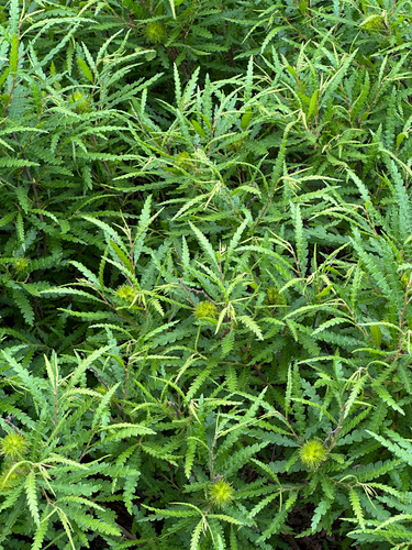Sweetfern (Comptonia peregrina)