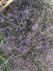 Limonium narbonense