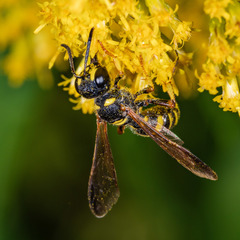 Cerceris atramontensis