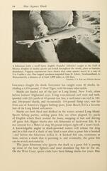 Cuban Dogfish photo 2