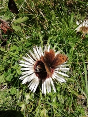 Carlina acaulis