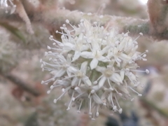 Tetrapanax papyrifer