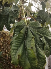 Tetrapanax papyrifer
