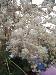 Tetrapanax papyrifer