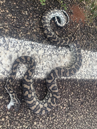 Coastal Carpet Python sighting