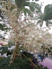 Tetrapanax papyrifer