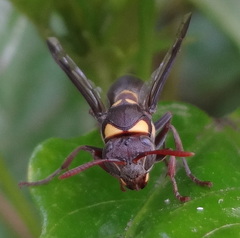 Ropalidia