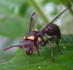 Ropalidia
