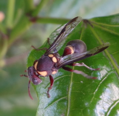 Ropalidia