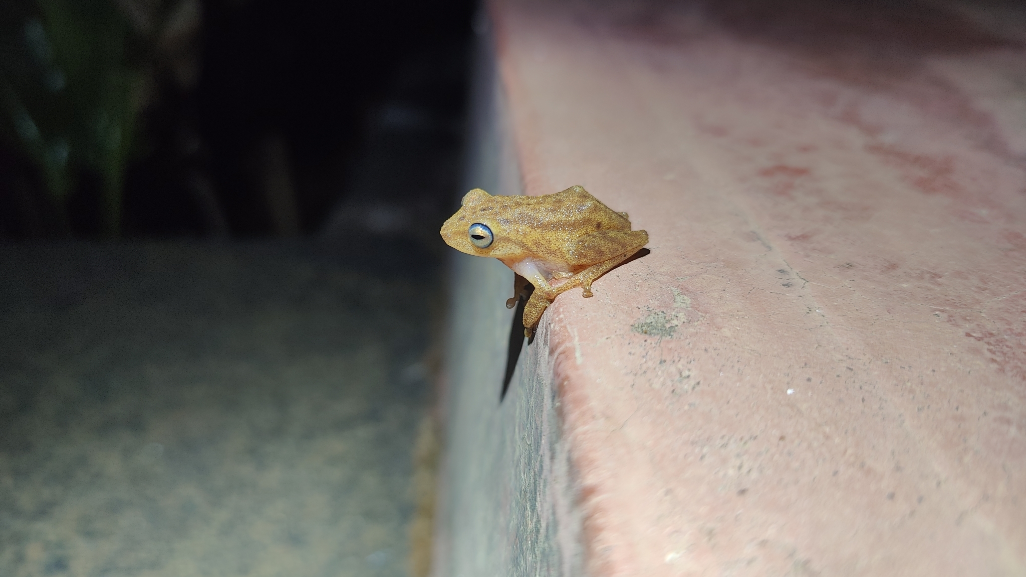 Blue Eyed Yellow Bush Frog
