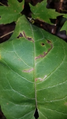 Scrobipalpula manierreorum