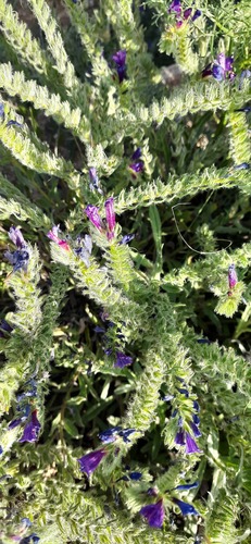 sand viper's bugloss