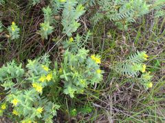 Gnidia styphelioides