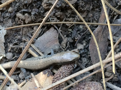 Elgaria coerulea palmeri