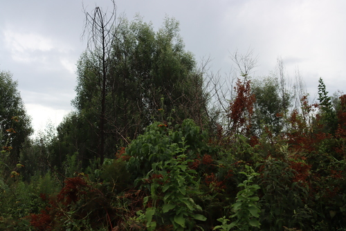 blackwood