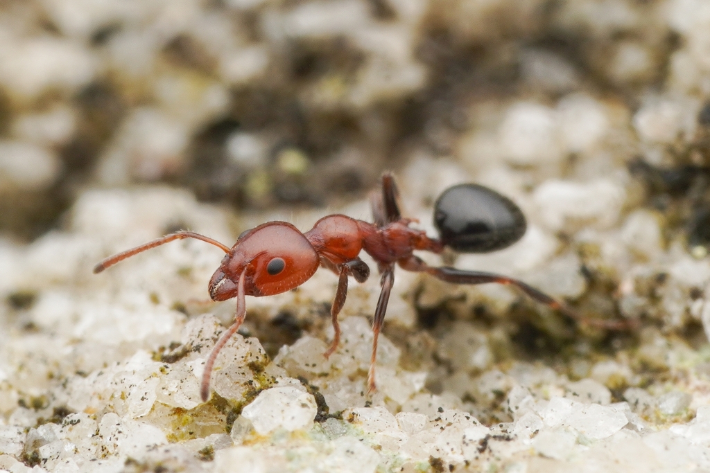 Common Froglet Ant