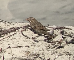 Passerculus sandwichensis rostratus