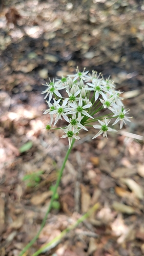 Striped garlic (Allium cuthbertii)