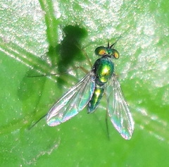 Condylostylus