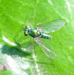 Condylostylus