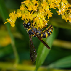 Cerceris atramontensis