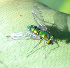 Condylostylus