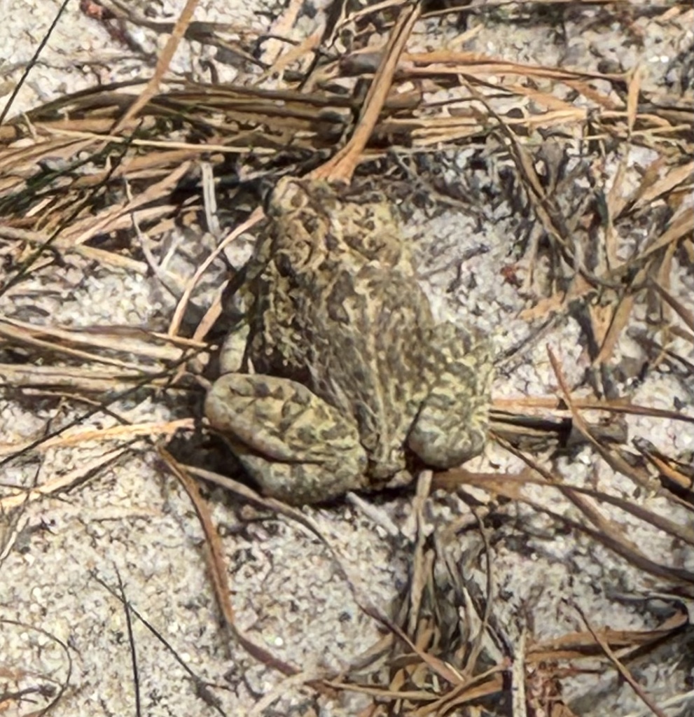 Cod Toad Fowler's Toad from Cape Cod National Seashore, Provincetown, MA, US on ...