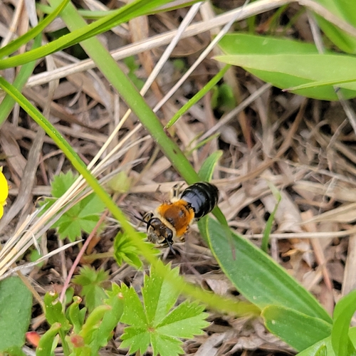 Rufous-backed Cellophane Bee photo 5