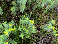 Gnidia styphelioides