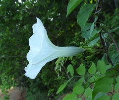 Ipomoea scopulorum