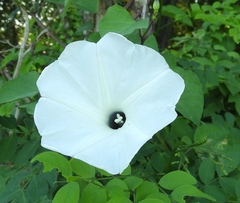 Ipomoea scopulorum