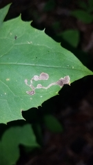 Liriomyza orilliensis