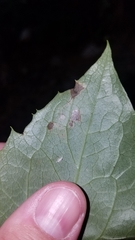 Liriomyza orilliensis
