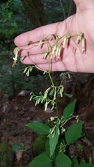 Liriomyza orilliensis