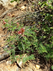 Indigofera oxytropis