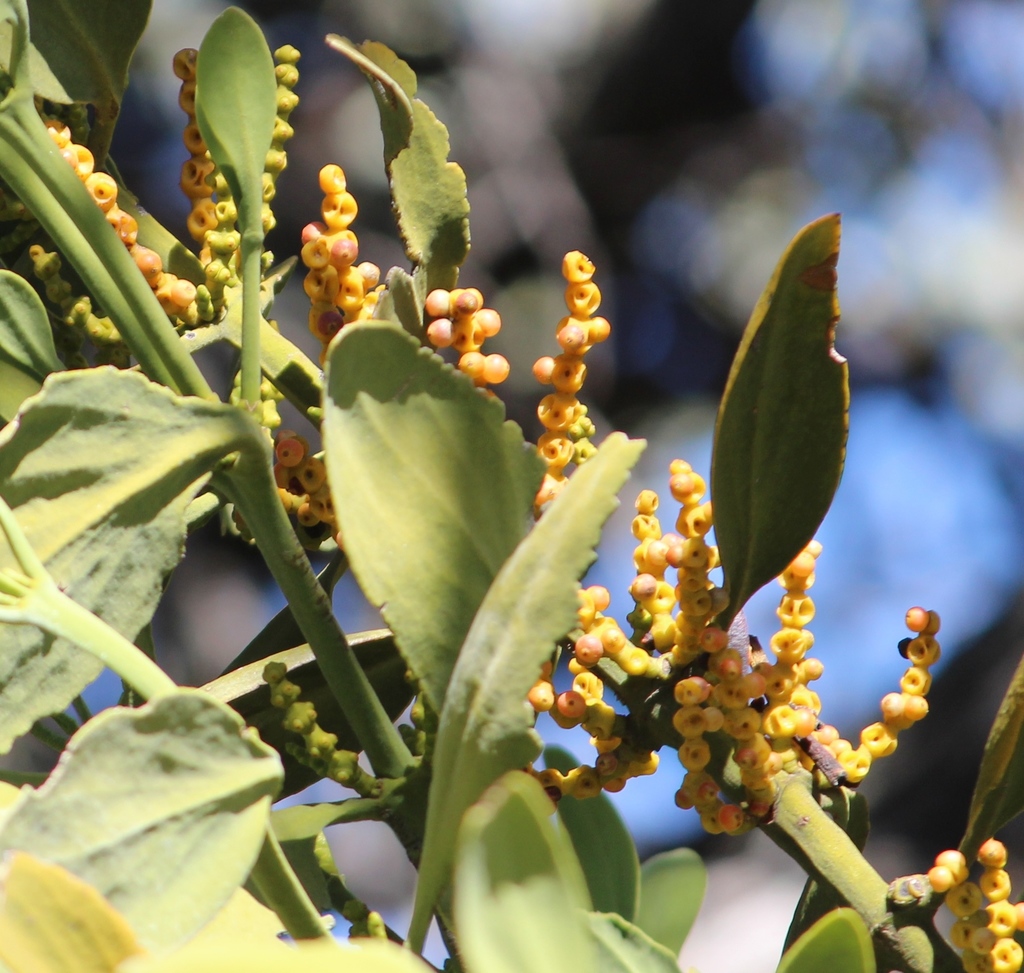 Phoradendron velutinum