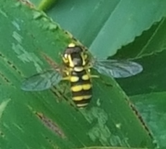 Xanthogramma flavipes