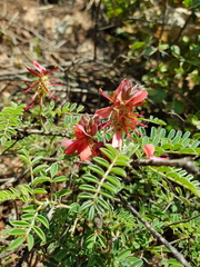 Indigofera oxytropis