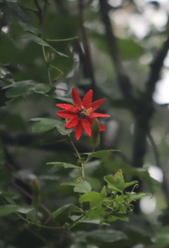 Passiflora 'Coral Glow' (Passiflora manicata)