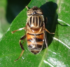 Eristalinus quinquelineatus