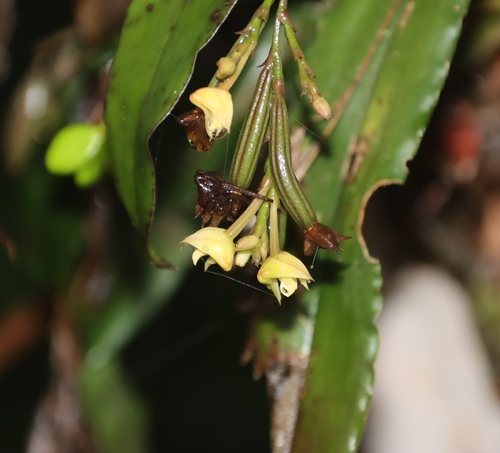 Polystachya cultriformis, photograph 3