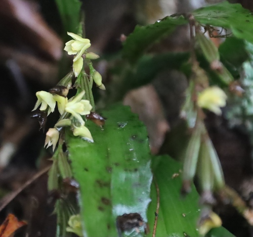 Polystachya cultriformis, photograph 4
