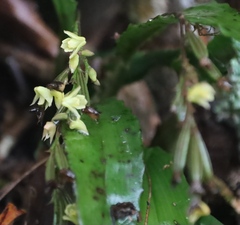 Polystachya cultriformis, photograph (c) Tony Rebelo, some rights reserved (CC BY-SA)