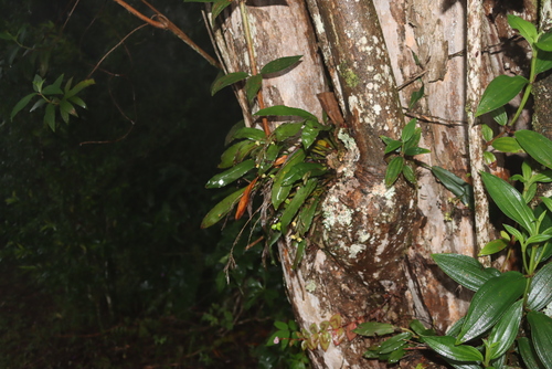 Polystachya cultriformis, photograph 5