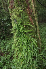 (c) Tony Rebelo, some rights reserved (CC BY-SA) Asplenium sandersonii, photograph (c) Tony Rebelo, some rights reserved (CC BY-SA)